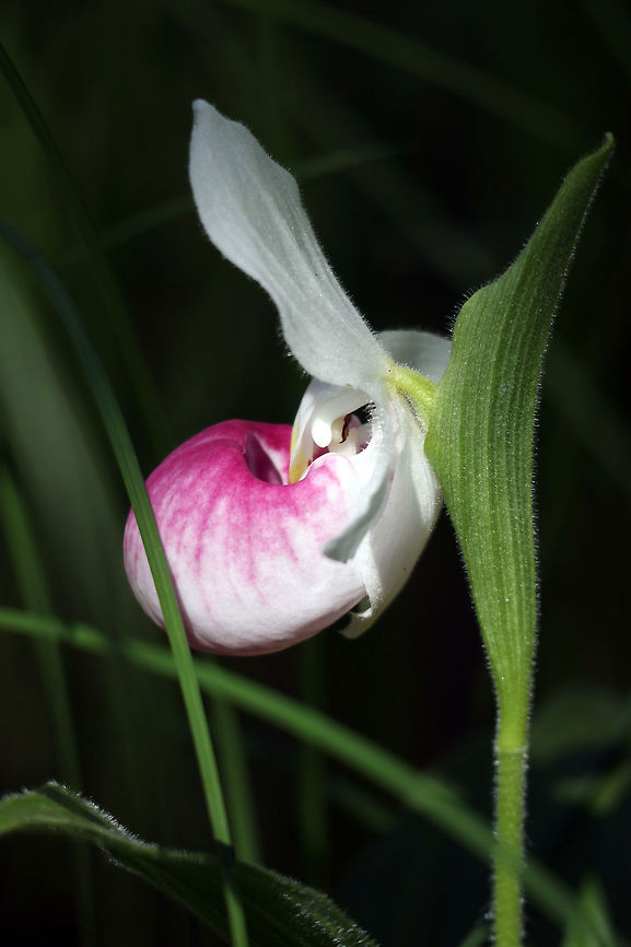 Showy Lady's Slipper Thousands of Showy Lady&#039;s Slipper (Cypripedium reginae) orchids bloom at a low water fen at the Purdon Conservation Area, Lanark, Ontario, Canada. Canada,Cypripedium reginae,Geotagged,Lanark,Ontario,Purdon Conservation Area,Showy Lady's Slipper,Summer,flower,orchid