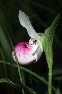 Showy Lady's Slipper Thousands of Showy Lady's Slipper (Cypripedium reginae) orchids bloom at a low water fen at the Purdon Conservation Area, Lanark, Ontario, Canada. Canada,Cypripedium reginae,Geotagged,Lanark,Ontario,Purdon Conservation Area,Showy Lady's Slipper,Summer,flower,orchid