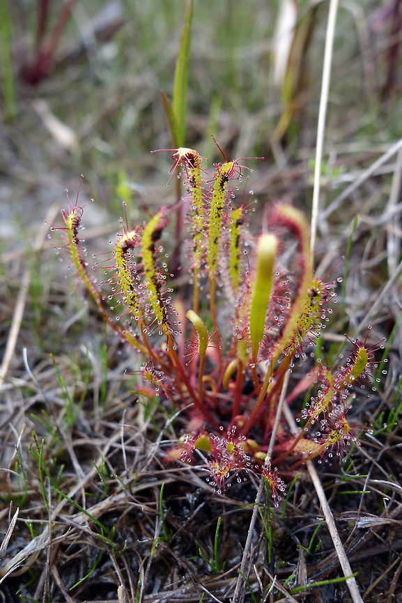 Linear-leaved Sundew In a low water fen next to Lake Huron, the carnivorous Linear-leaved Sundew (Drosera linearis) sprout and capture their prey at Bruce Peninsula National Park of Canada, Ontario, Canada. Bruce Peninsula National Park of Canada,Canada,Drosera linearis,Geotagged,Linear-leaved Sundew,Ontario,Spring