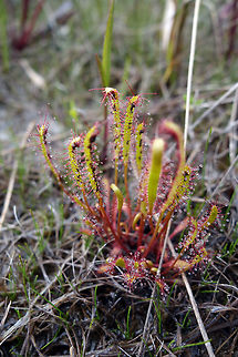 Linear-leaved Sundew In a low water fen next to Lake Huron, the carnivorous Linear-leaved Sundew (Drosera linearis) sprout and capture their prey at Bruce Peninsula National Park of Canada, Ontario, Canada. Bruce Peninsula National Park of Canada,Canada,Drosera linearis,Geotagged,Linear-leaved Sundew,Ontario,Spring