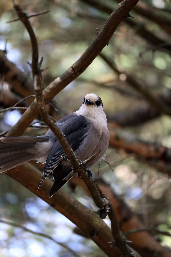Canada Jay Ruffling up for the camera, the Canada Jay (Perisoreus canadensis) is found in a pine tree on the Spruce Bog Trail, Algonquin Provincial Park, Ontario, Canada. Algonquin Park celebrates 125 years. Algonquin Provincial Park,Canada,Canada Jay,Fall,Geotagged,Gray Jay,Ontario,Perisoreus canadensis,Spruce Bog Trail,bird