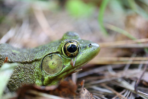 Northern Green Frog Out of his element amongst the pine trees, an up close encounter with a Northern Green Frog (Lithobates clamitans melanota) at the Shaw Woodlot, Ontario, Canada. Canada,Geotagged,Lithobates clamitans melanota,Northern Green Frog,Northern green frog,Ontario,Rana clamitans melanota,Shaw Woodlot,Summer