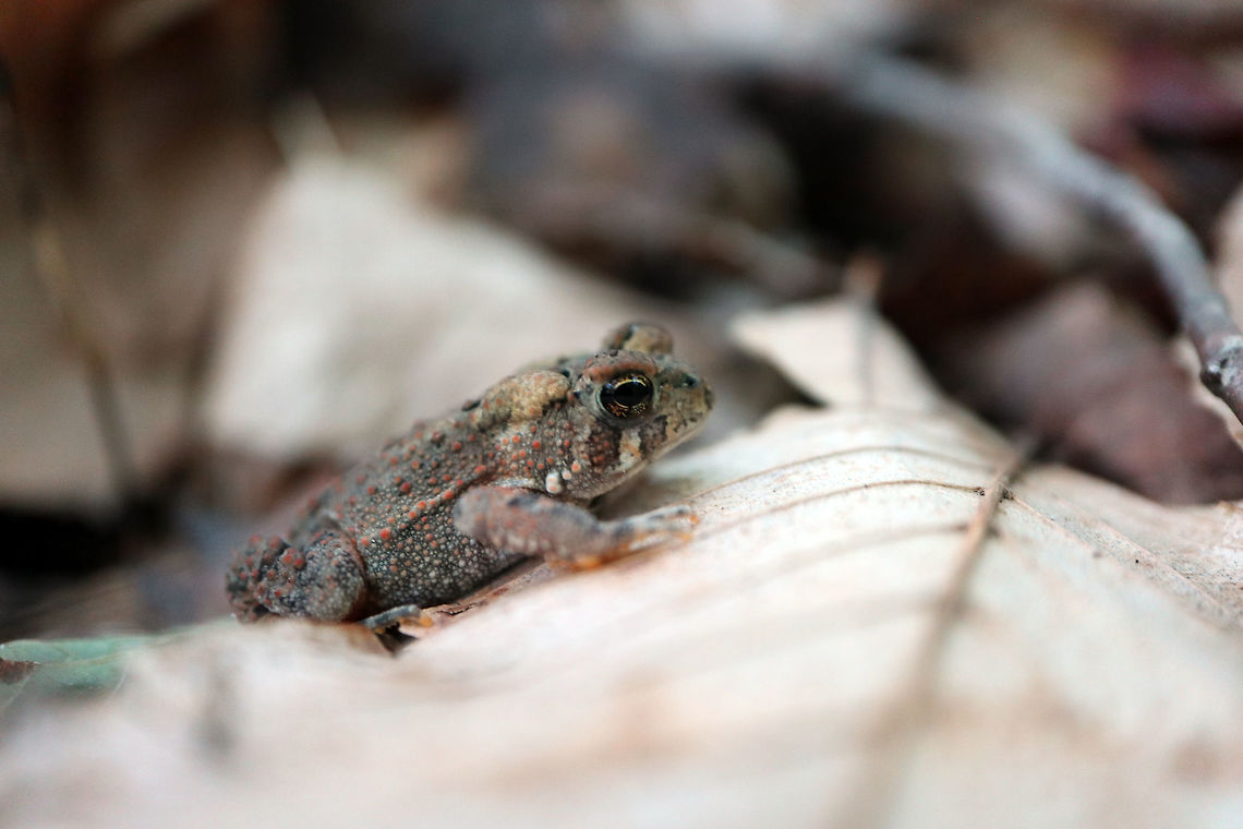 American Toad A little American Toad (Anaxyrus americanus) climbs over the leaf litter of an old growth forest at the Shaw Woodlot, Ontario, Canada. American Toad,American toad,Anaxyrus americanus,Bufo americanus,Canada,Geotagged,Ontario,Shaw Woodlot,Summer
