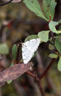 Chain-dotted Geometer Moth These beautiful Chain-dotted Geometer (Cingilia catenaria) moths flew spastically amongst the low foliage of the bog and rested only briefly to get a shot at Algonquin Provincial Park, Spruce Bog Trail, Ontario, Canada. Algonquin Park celebrates 125 years.                                Algonquin Provincial Park,Canada,Chain-dotted Geometer Moth,Cingilia catenaria,Geotagged,Ontario,Spruce Bog Trail,Summer
