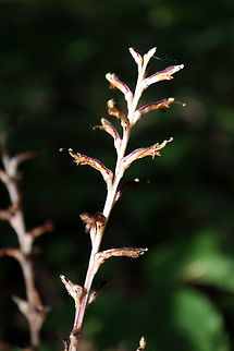 Beech Drops Beech Drops (Epifagus virginiana) are a parasitic plant that is found at the base of the American beech tree and feeds off the root system, these were found in an old growth forest at the Shaw Woodlot, Ontario, Canada. Beech Drops,Canada,Epifagus virginiana,Geotagged,Ontario,Shaw Woodlot,Summer