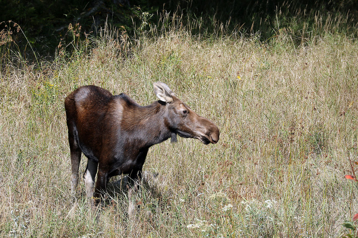 Moose Grazing in an open area next to the highway, a female Moose (Alces americanus) is more hungry than shy in Algonquin Provincial Park, Ontario, Canada. Algonquin Park celebrates 125 years. Alces alces,Alces americanus,Algonquin Provincial Park,Canada,Geotagged,Moose,Ontario,Summer