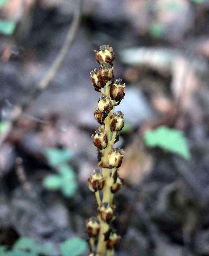 Woodland Pinedrops Woodland Pinedrops (Pterospora andromedea) are a nonphotosynthetic, parasitic plant that obtains nutrients from its host via mutualistic fungal hyphae that form connections between the roots of the parasite and its host plant. Found at the Mer Bleue Conservation Area, Ottawa, Ontario, Canada. Ramsar site no. 755. Conservation Status: imperiled (S2) in Ontario, CA (NatureServe). Canada,Geotagged,Mer Bleue Conservation Area,Ontario,Ottawa,Pterospora,Pterospora andromedea,Ramsar wetland,Summer,Woodland Pinedrops