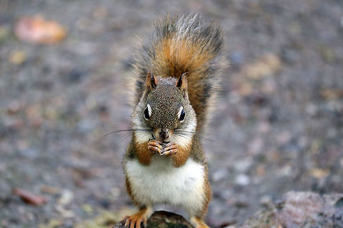 American Red Squirrel An American Red Squirrel (Tamiasciurus hudsonicus) enjoys seeds on the Jack Pine Trail, Ottawa, Ontario, Canada. American Red Squirrel,American red squirrel,Canada,Fall,Geotagged,Jack Pine Trail,Ontario,Ottawa,Tamiasciurus hudsonicus
