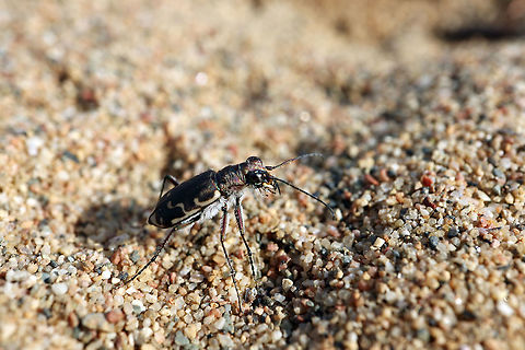Bronzed Tiger Beetle Pausing to look around, the Bronzed Tiger Beetle (Cicindela repanda) is on the hunt for something to eat on the sands at Dunrobin, Ontario, Canada. Bronzed Tiger Beetle,Canada,Cicindela repanda,Dunrobin,Geotagged,Ontario,Summer