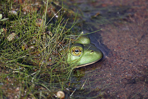 American Bullfrog Buried in the bank, an American Bullfrog (Lithobates catesbeianus) has made a home along a small sandy lake at Dunrobin, Ontario, Canada. American Bullfrog,Canada,Dunrobin,Geotagged,Lithobates catesbeianus,Ontario,Summer,amphibian