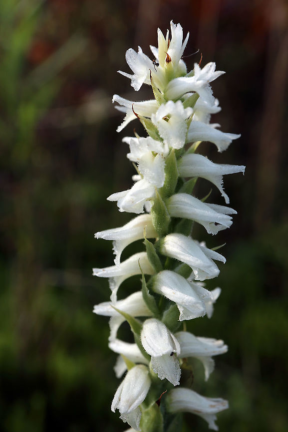 Nodding Ladies' Tresses Along the shoreline of a small sandy lake, the Nodding Ladies&#039; Tresses (Spiranthes cernua) orchids are in bloom at Dunrobin, Ontario, Canada. Canada,Dunrobin,Geotagged,Nodding Ladies' Tresses,Ontario,Orchids,Spiranthes cernua,Summer