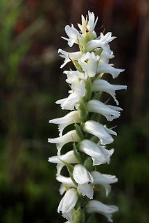 Nodding Ladies' Tresses Along the shoreline of a small sandy lake, the Nodding Ladies' Tresses (Spiranthes cernua) orchids are in bloom at Dunrobin, Ontario, Canada. Canada,Dunrobin,Geotagged,Nodding Ladies' Tresses,Ontario,Orchids,Spiranthes cernua,Summer