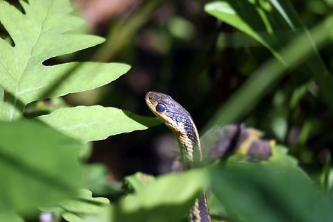 Eastern Garter Snake Hiding in the foliage, an Eastern Garter Snake (Thamnophis sirtalis sirtalis) peeks out for a look around at the Bill Mason Centre, Dunrobin, Ontario, Canada.                                Bill Mason Centre,Canada,Dunrobin,Eastern Garter Snake,Geotagged,Ontario,Summer,Thamnophis sirtalis sirtalis,reptile