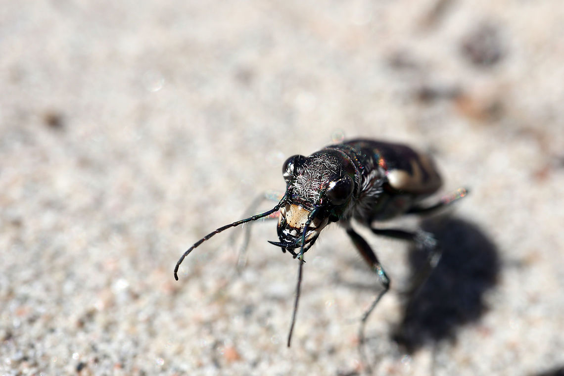 Eastern Sand Tiger Beetle Portrait of an Eastern Sand Tiger Beetle (Cicindela formosa ssp. generosa) on the hot sands of an inland sand dune at Merivale Gardens, Ottawa, Ontario, Canada. Big Sand Tiger Beetle,Canada,Cicindela,Cicindela formosa,Cicindela formosa ssp. generosa,Eastern Sand Tiger Beetle,Geotagged,Merivale Gardens,Ontario,Ottawa,Spring,insect