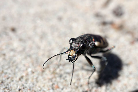 Eastern Sand Tiger Beetle Portrait of an Eastern Sand Tiger Beetle (Cicindela formosa ssp. generosa) on the hot sands of an inland sand dune at Merivale Gardens, Ottawa, Ontario, Canada. Big Sand Tiger Beetle,Canada,Cicindela,Cicindela formosa,Cicindela formosa ssp. generosa,Eastern Sand Tiger Beetle,Geotagged,Merivale Gardens,Ontario,Ottawa,Spring,insect