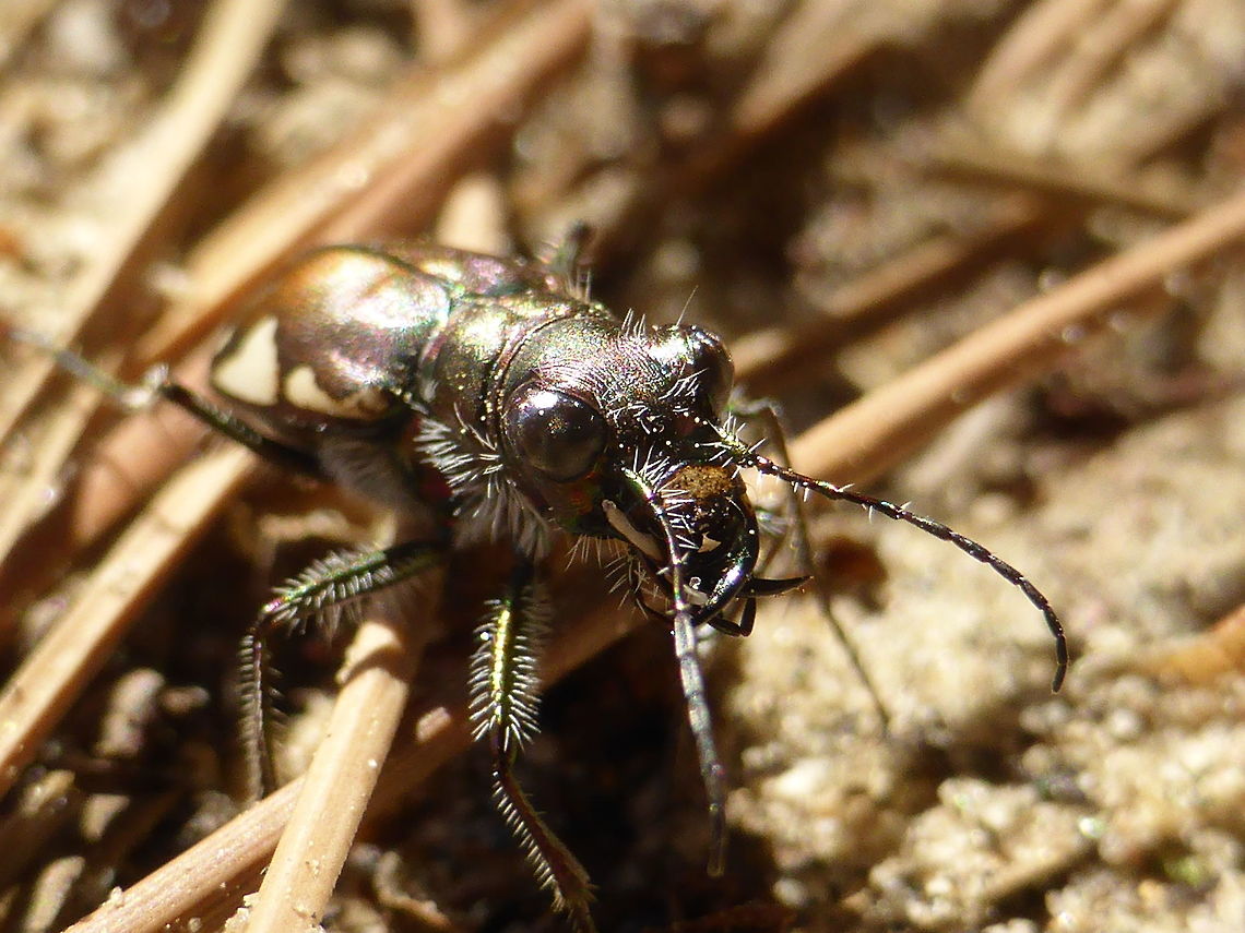 Festive Tiger Beetle Festive Tiger Beetle (Cicindela scutellaris lecontei) up close at the Merivale Gardens sand dunes, Ottawa, Ontario, Canada. Canada,Cicindela scutellaris,Cicindela scutellaris lecontei,Festive Tiger Beetle,Geotagged,Merivale Gardens,Ontario,Ottawa,Spring