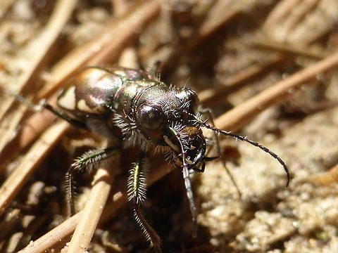 Festive Tiger Beetle Festive Tiger Beetle (Cicindela scutellaris lecontei) up close at the Merivale Gardens sand dunes, Ottawa, Ontario, Canada. Canada,Cicindela scutellaris,Cicindela scutellaris lecontei,Festive Tiger Beetle,Geotagged,Merivale Gardens,Ontario,Ottawa,Spring
