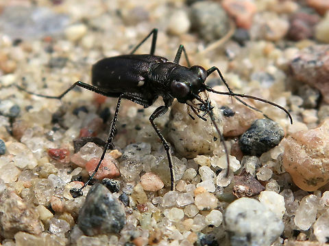 Punctured Tiger Beetle Hunting for prey on a dirt road, Punctured Tiger Beetle (Cicindela punctulata) is found at Alleyn-et-Cawood, Quebec, Canada. Alleyn-et-Cawood,Canada,Cicindela punctulata,Geotagged,Punctured Tiger Beetle,Quebec,Summer