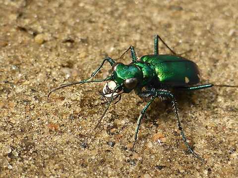 Six-spotted Tiger Beetle Six-spotted Tiger Beetle (Cicindela sexguttata) on a sandy road at Alleyn-et-Cawood, Quebec, Canada. Alleyn-et-Cawood,Canada,Cicindela,Cicindela sexguttata,Geotagged,Quebec,Six-Spotted Tiger Beetle,Six-spotted Tiger Beetle,Six-spotted tiger beetle,Summer