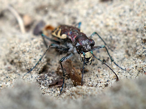 Eastern Sand Tiger Beetle In the city of Ottawa's greenbelt, there is a lone inland dune. Here can be found four different types of Tiger Beetle. This one, the Eastern Sand Tiger Beetle (Cicindela formosa generosa) is the most common. Big Sand Tiger Beetle,Canada,Cicindela formosa,Cicindela formosa generosa,Eastern Sand Tiger Beetle,Geotagged,Merivale Gardens,Ontario,Ottawa,Summer