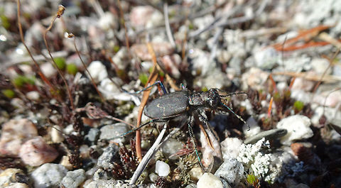 Boreal Long-lipped Tiger Beetle Found this Boreal Long-lipped Tiger Beetle (Cicindela longilabris longilabris) in northern Ontario at a roadside stop along the highway, he was a tricky one to capture at Raleigh, Ontario, Canada. Boreal Long-lipped Tiger Beetle,Canada,Cicindela longilabris,Cicindela longilabris longilabris,Geotagged,Ontario,Raleigh,Summer