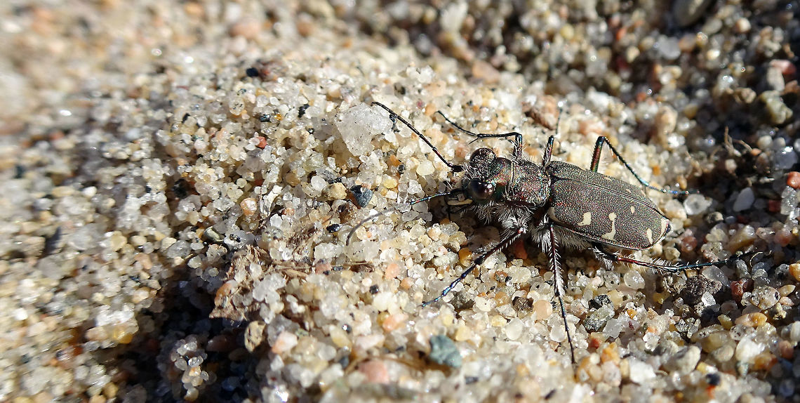 Twelve-spotted Tiger Beetle I found the Twelve-spotted Tiger Beetle (Cicindela duodecimguttata) with a bunch of Bronzed Tiger Beetles on a beach of the Ottawa River at Andrew Haydon Park, Ottawa, Ontario, Canada. He sticks out from the rest since he appears to be much darker. Andrew Haydon Park,Canada,Cicindela duodecimguttata,Geotagged,Ontario,Ottawa,Summer,Twelve-spotted Tiger Beetle,Twelve-spotted tiger beetle