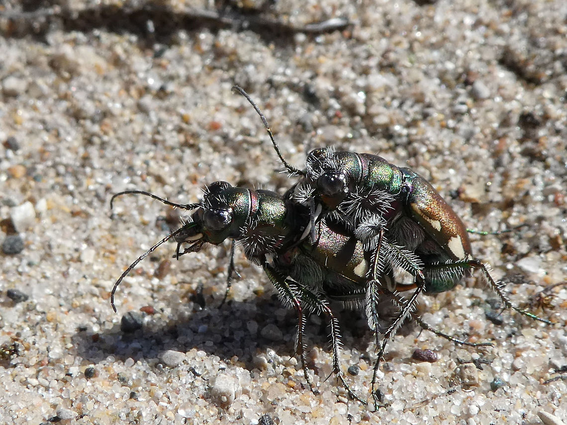 LeConte's Tiger Beetles Mating An easier time to get close to tiger beetles is when they are mating. Here the LeConte&#039;s Tiger Beetles (Cicindela scutellaris ssp. lecontei) are found at the base of some large dunes at Pinery Provincial Park, Ontario, Canada. Canada,Cicindela scutellaris,Cicindela scutellaris lecontei,Festive Tiger Beetle,Geotagged,LeConte's Tiger Beetles,Ontario,Pinery Provincial Park,Spring