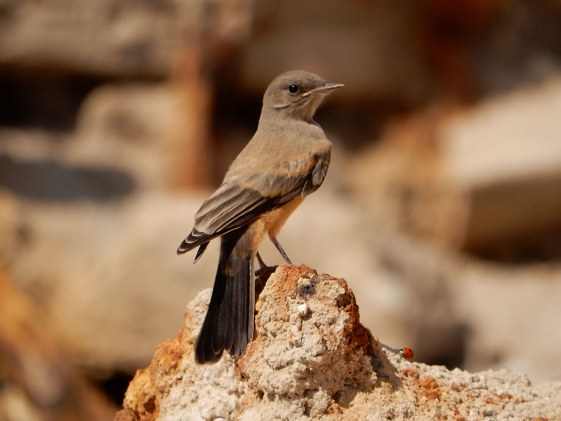 Say's Phoebe This young Say&#039;s Phoebe (Sayornis saya) checks me out along the shoreline of the Salton Sea, Bombay Beach, California, United States. Birds,Bombay Beach,California,Geotagged,Salton Sea,Say's Phoebe,Say's phoebe,Sayornis saya,Spring,United States