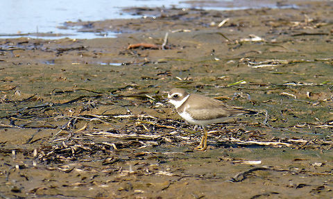 Semipalmated Plover Semipalmated Plover (Charadrius semipalmatus) seems right at home in the mucky shoreline at Kouchibouguac National Park of Canada, New Brunswick, Canada. Canada,Charadrius semipalmatus,Geotagged,Kouchibouguac National Park of Canada,New Brunswick,Semipalmated Plover,Semipalmated plover,Summer,birds
