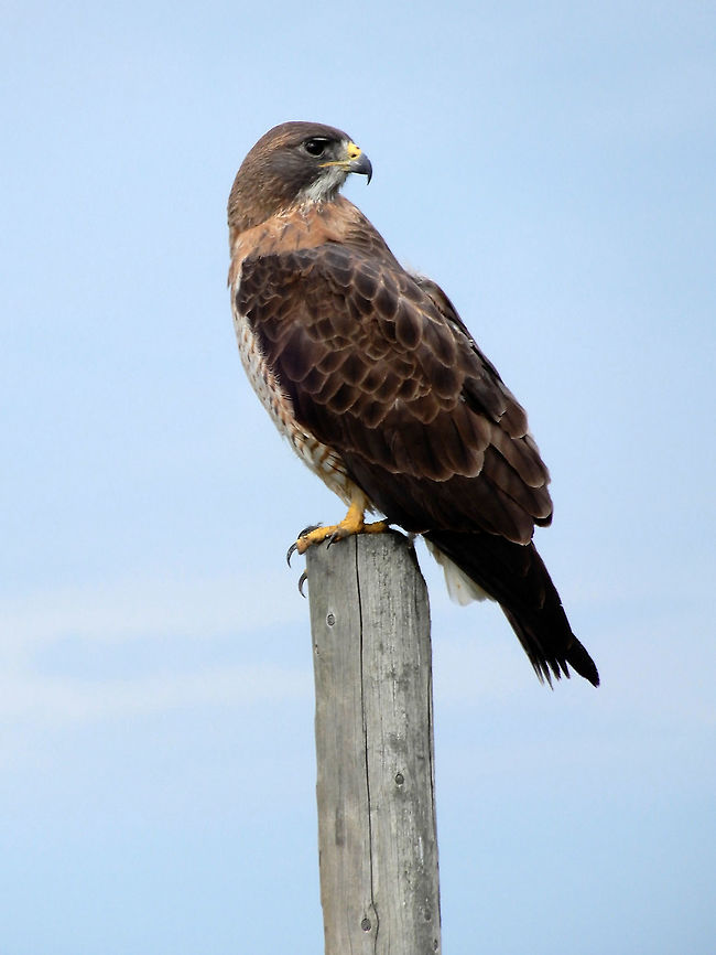 Swainson's Hawk On the look out over the Prairie, the Swainson&#039;s Hawk (Buteo swainsoni) is a large hawk found in Southern Alberta, Canada. Alberta,Buteo swainsoni,Canada,Geotagged,Maleb,Spring,Swainson's Hawk,birds,swainson's hawk