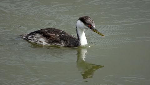 Western Grebe Fishing along a channel leading into the large marsh a group of Western Grebe (Aechmophorus occidentalis) are found at the Delta Marsh Wildlife Management Area, Manitoba, Canada. Ramsar site no. 649. Aechmophorus occidentalis,Canada,Delta Marsh Wildlife Management Area,Geotagged,Manitoba,Ramsar wetland,Summer,Western Grebe,Western grebe