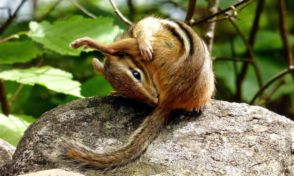 Eastern Chipmunk Not camera shy an Eastern Chipmunk (Tamias striatus) preens to get ready for a photo shoot at Alleyn-et-Cawood, Quebec, Canada. Alleyn-et-Cawood,Canada,Eastern Chipmunk,Eastern chipmunk,Geotagged,Quebec,Summer,Tamias striatus