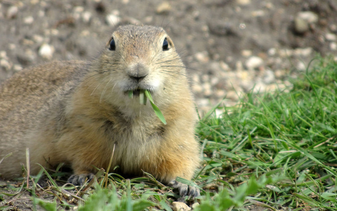 Richardson's Ground Squirrel Munching on the grass &amp; not camera shy, Richardson&#039;s Ground Squirrel (Urocitellus richardsonii) was at home in the Oak Hammock Marsh Wildlife Management Area, Manitoba, Canada. Ramsar site no. 366. Canada,Geotagged,Manitoba,Oak Hammock Marsh Wildlife Management Area,Ramsar wetland,Richardson's Ground Squirrel,Richardson's ground squirrel,Summer,Urocitellus richardsonii