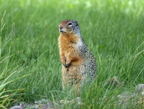 Columbian Ground Squirrel I love squirrels. I could spend a whole day just hanging out with them, especially these vocal characters. Columbian Ground Squirrel (Urocitellus columbianus) sitting outside the den at Waterton Lakes National Park of Canada, Alberta, Canada. Alberta,Canada,Columbian Ground Squirrel,Columbian ground squirrel,Geotagged,Spring,Urocitellus columbianus,Waterton Lakes National Park of Canada