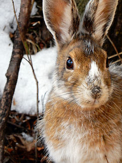 Snowshoe Hare A sure sign of Spring, when the Snowshoe Hare (Lepus americans) changes his white fur to brown. Spotted on the Jack Pine Trail in the greenbelt of the city of Ottawa, Ontario, Canada. Canada,Geotagged,Jack Pine Trail,Lepus americans,Lepus americanus,Ontario,Ottawa,Snowshoe Hare,Snowshoe hare,Spring