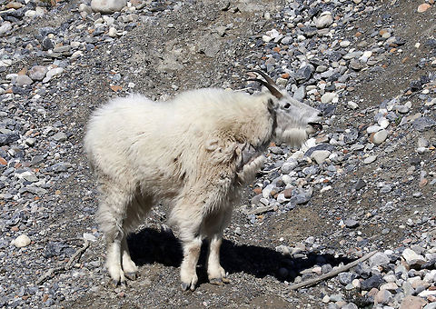 Mountain Goat A Mountain Goat (Oreamnos americanus) is calling out over the herd along a rock slide area at Kootenay National Park, British Columbia, Canada. British Columbia,Canada,Geotagged,Kootenay National Park,Mountain Goat,Mountain goat,Oreamnos americanus,Spring