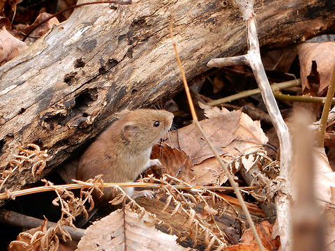 Southern Red-backed Vole Peeking out from under debris the little Southern Red-backed Vole (Myodes gapperi) surveys his surroundings at Mer Bleue Bog Conservation Area, Ottawa, Ontario, Canada. Ramsar site no. 755. Canada,Fall,Geotagged,Mer Bleue Bog Conservation Area,Myodes gapperi,Ontario,Ottawa,Ramsar wetland,Southern Red-backed Vole,Southern red-backed vole