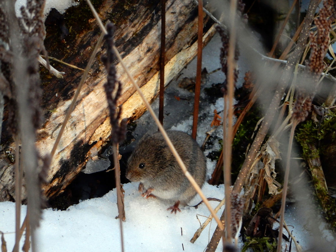 Meadow Vole As the snow begins to melt, the little Meadow Vole (Microtus pennsylvanicus) can be seen out and about at the Jack Pine Trail, Ottawa, Ontario, Canada. Canada,Geotagged,Jack Pine Trail,Meadow Vole,Meadow vole,Microtus pennsylvanicus,Ontario,Ottawa,Spring