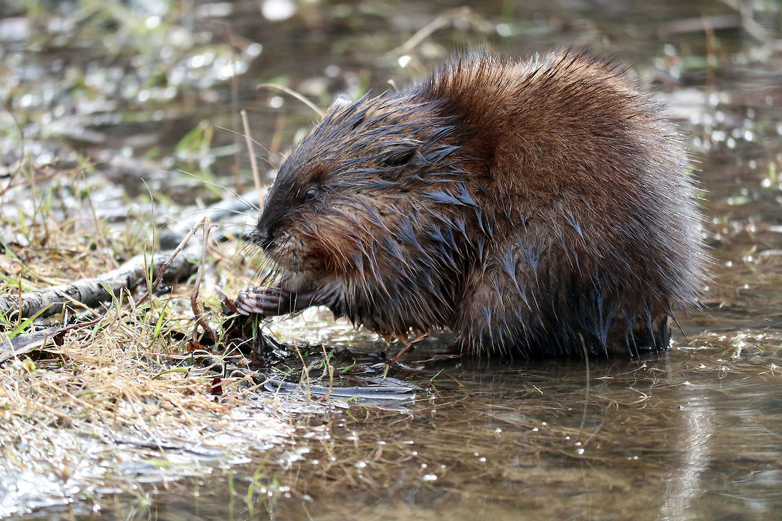 Muskrat A small Muskrat (Ondatra zibethicus) eats the grass along the shoreline of the Ottawa River, Britannia Conservation Area, Mud Lake, Ottawa, Ontario, Canada. Britannia Conservation Area,Canada,Geotagged,Mud Lake,Muskrat,Ondatra zibethicus,Ontario,Ottawa,Spring