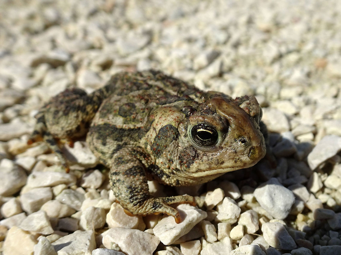 Canadian Toad Canadian Toad (Anaxyrus hemiophrys) sits basking in the sun at Oak Hammock Marsh Wildlife Management Area, Manitoba, Canada. Ramsar site no. 366.   Anaxyrus hemiophrys,Canada,Canadian Toad,Canadian toad,Geotagged,Manitoba,Oak Hammock Marsh Wildlife Management Area,Ramsar wetland,Summer