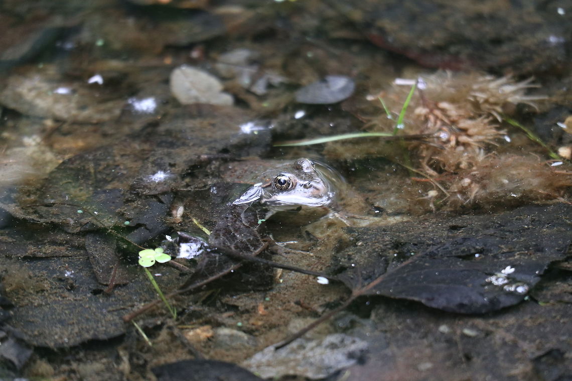 Columbia Spotted Frog The interesting thing about the Columbia Spotted Frog (Rana luteiventris) is they have webbing on their hind feet making them excellent swimmers. Found at the Creston Valley Wildlife Management Area, British Columbia, Canada. Ramsar site no. 649. British Columbia,Canada,Columbia Spotted Frog,Creston Valley Wildlife Management Area,Geotagged,Ramsar wetland,Rana luteiventris,Spring