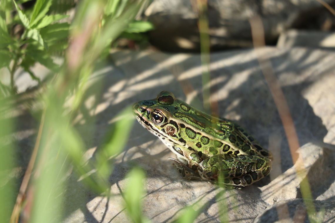 Northern Leopard Frog Through the vegetation, a Northern Leopard Frog (Lithobates pipiens) is splashed with sunshine of the setting sun on the shoreline of the Ottawa River at Shirleys Bay, Ottawa, Ontario, Canada. Canada,Geotagged,Lithobates pipiens,Northern Leopard Frog,Northern leopard frog,Ontario,Ottawa,Shirleys Bay,Summer