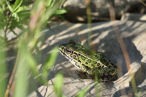 Northern Leopard Frog Through the vegetation, a Northern Leopard Frog (Lithobates pipiens) is splashed with sunshine of the setting sun on the shoreline of the Ottawa River at Shirleys Bay, Ottawa, Ontario, Canada. Canada,Geotagged,Lithobates pipiens,Northern Leopard Frog,Northern leopard frog,Ontario,Ottawa,Shirleys Bay,Summer