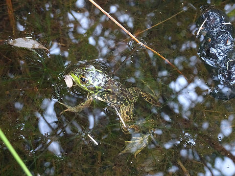 Mink Frog A Mink Frog (Lithobates septentrionalis) floating in the water at La Vase Portages Conservation Area, Ontario, Canada. Canada,Geotagged,La Vase Portages Conservation Area,Lithobates septentrionalis,Mink Frog,Ontario,Rana septentrionalis,Summer