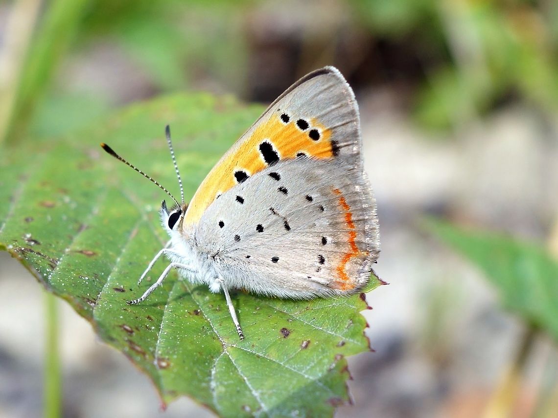 American Copper An American Copper (Lycaena phlaeas) butterfly rest on a leaf at the edge of sand dunes at Larose Forest, Limoges, Ontario, Canada. American Copper,Canada,Geotagged,Larose Forest,Limoges,Lycaena phlaeas,Ontario,Small copper,Summer,butterfly