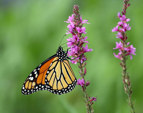 Monarch Butterfly Feeding on Purple Loosestrife, a Monarch (Danaus plexippus) Butterfly is found next to a large marsh at Petrie Island, Ottawa, Ontario, Canada. Conservation Status: imperiled (S2N,S4B) in Ontario, CA (NatureServe). Butterfly,Canada,Danaus plexippus,Geotagged,Monarch,Monarch butterfly,Ontario,Ottawa,Petrie Island,Summer,imperiled species