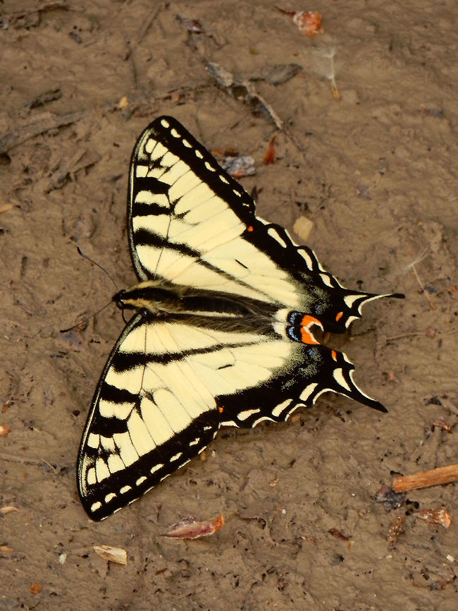 Canadian Tiger Swallowtail Sucking up moisture from an almost dry puddle, Canadian Tiger Swallowtail (Papilio canadensis) is a large butterfly found at the Jack Pine Trail, part of Ottawa's greenbelt, Ontario, Canada. Canada,Canadian Tiger Swallowtail,Geotagged,Jack Pine Trail,Ontario,Ottawa,Papilio canadensis,Spring,butterfly