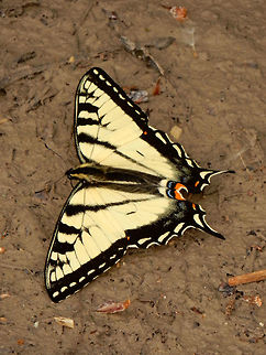 Canadian Tiger Swallowtail Sucking up moisture from an almost dry puddle, Canadian Tiger Swallowtail (Papilio canadensis) is a large butterfly found at the Jack Pine Trail, part of Ottawa's greenbelt, Ontario, Canada. Canada,Canadian Tiger Swallowtail,Geotagged,Jack Pine Trail,Ontario,Ottawa,Papilio canadensis,Spring,butterfly
