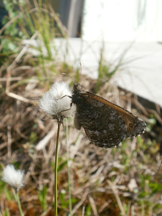 Jutta Arctic Butterfly Hanging out on Cotton Grass (Eriophorum angustifolium), a Jutta Arctic (Oeneis jutta ssp. ascerta) butterfly at the Mer Bleue Conservation Area, Ottawa, Ontario, Canada. Ramsar site no. 755. Canada,Geotagged,Jutta Arctic,Mer Bleue Conservation Area,Oeneis jutta,Oeneis jutta ascerta,Ontario,Ottawa,Ramsar wetland,Spring,butterfly