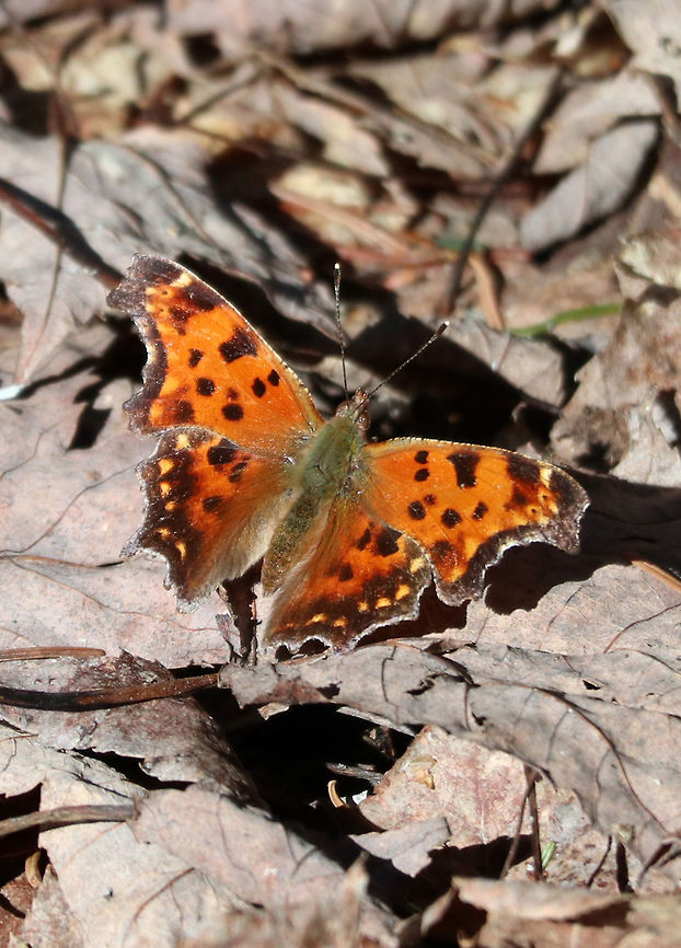 Eastern Comma Eastern Comma (Polygonia comma) is the first butterfly of Spring that I have run into at the Bill Mason Centre, Dunrobin, Ontario, Canada.                                Bill Mason Centre,Canada,Dunrobin,Eastern Comma,Geotagged,Ontario,Polygonia comma,Spring